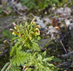 Lousewort